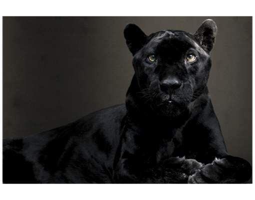 Autocolantes para vidros animais Black Puma