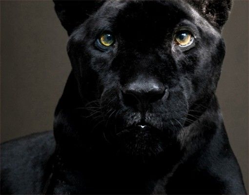 película autocolante Black Puma