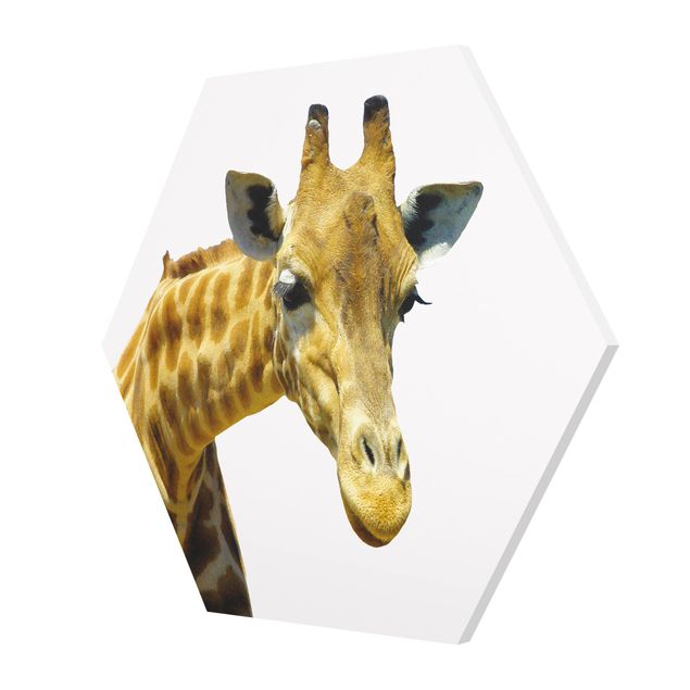 Quadros decorativos No.21 Prying Giraffe