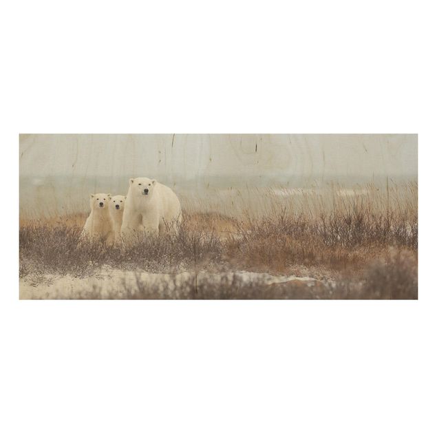 Quadros decorativos Polar Bear And Her Cubs
