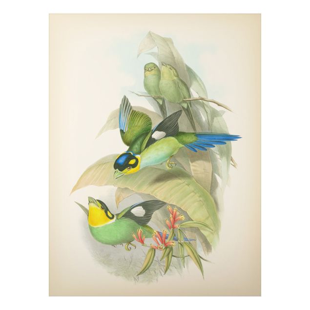 Quadros florais Vintage Illustration Tropical Birds