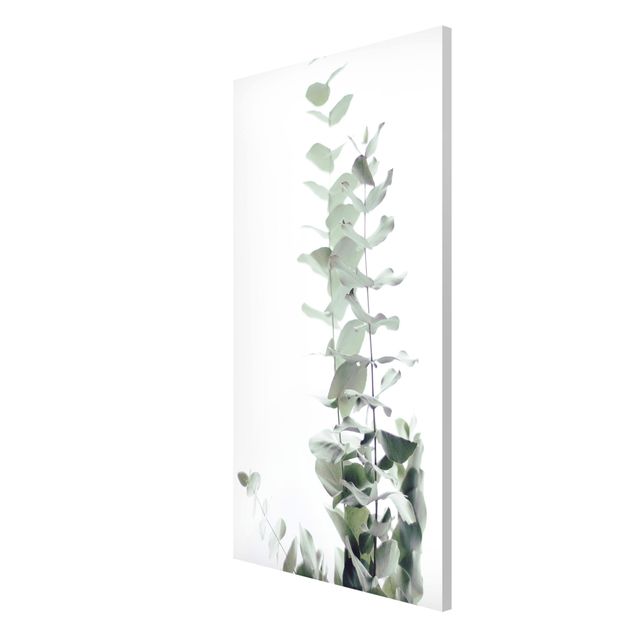 Quadros florais Eucalyptus In White Light