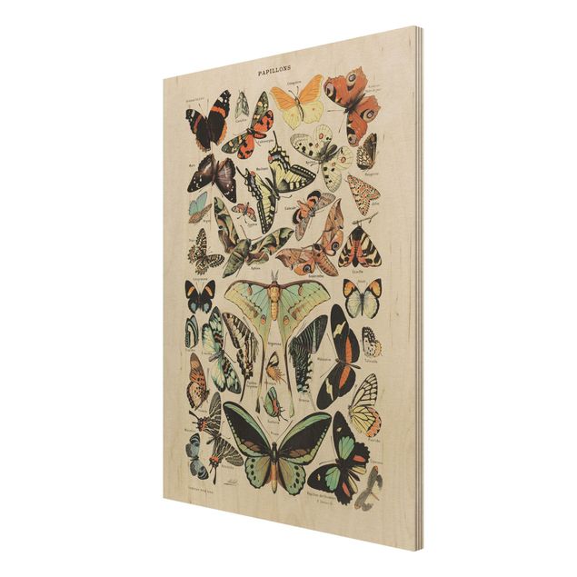 quadros para parede Vintage Board Butterflies And Moths