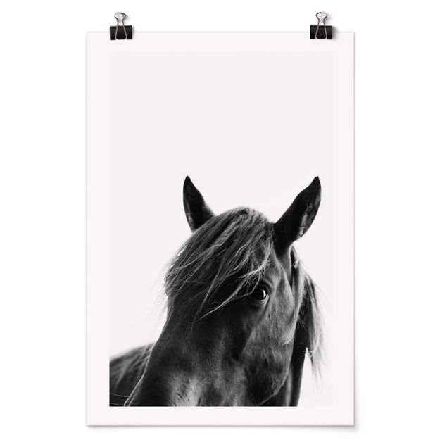 Posters quadros famosos Curious Horse