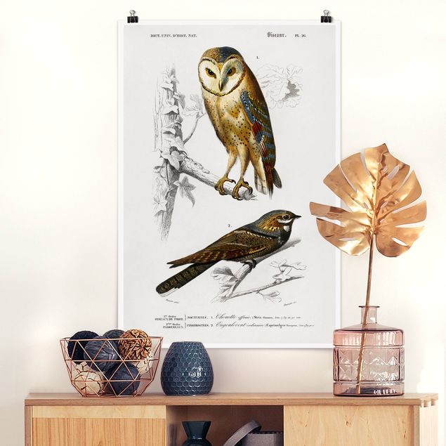 decoraçoes cozinha Vintage Board Owl And Swallow