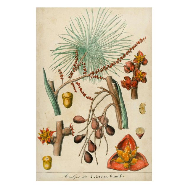 Quadros magnéticos flores Vintage Board Exotic Palms III