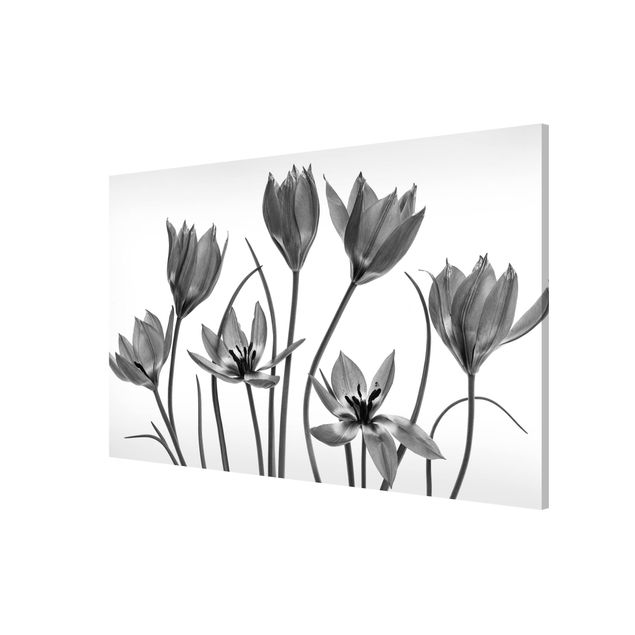 Quadros florais Seven Tulips Black And White