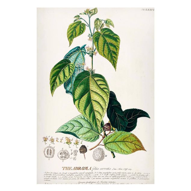 Quadros magnéticos flores Vintage Botanical Illustration Cocoa