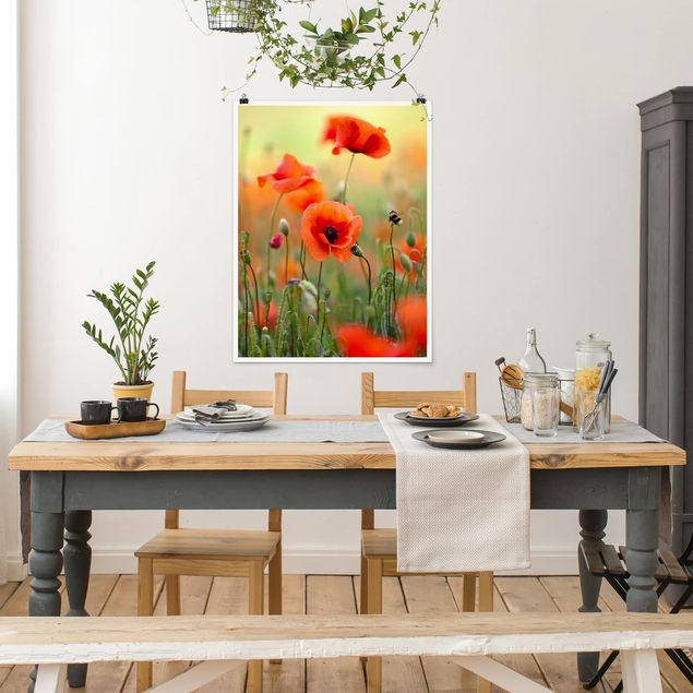 Posters flores Red Summer Poppy