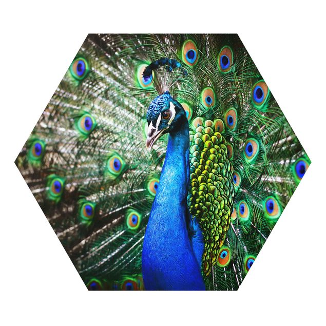 Quadros forex Noble Peacock