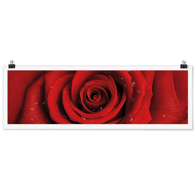 quadro com flores Red Rose With Water Drops