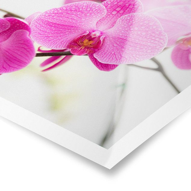 quadros de flores Close-Up Orchid