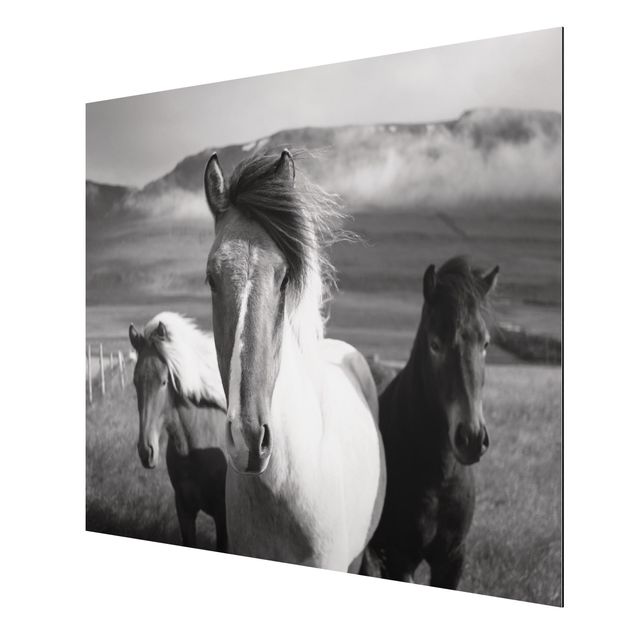 quadros modernos para quarto de casal Wild Horses Black And White