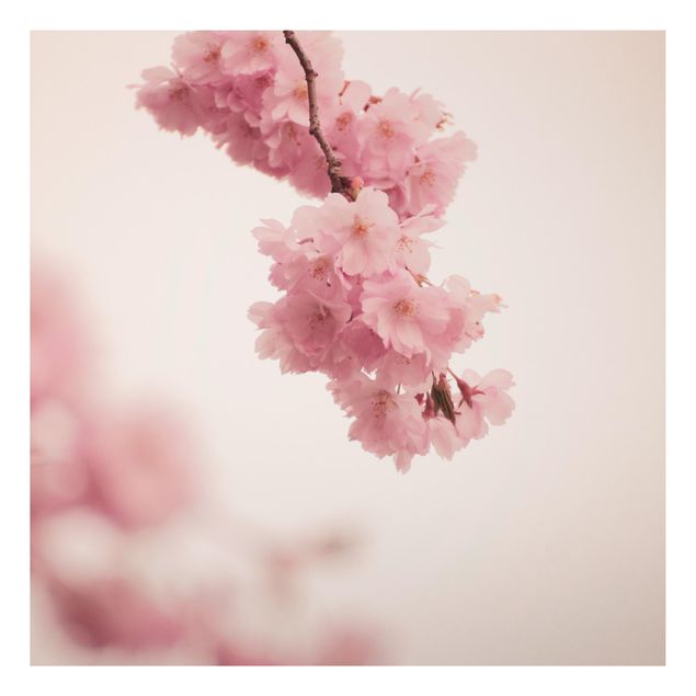 Quadros florais Pale Pink Spring Flower With Bokeh