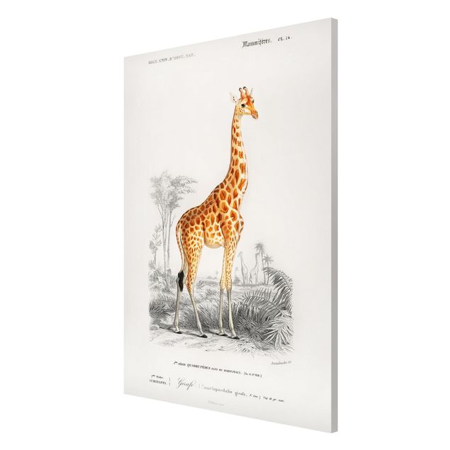 Quadros magnéticos animais Vintage Board Giraffe