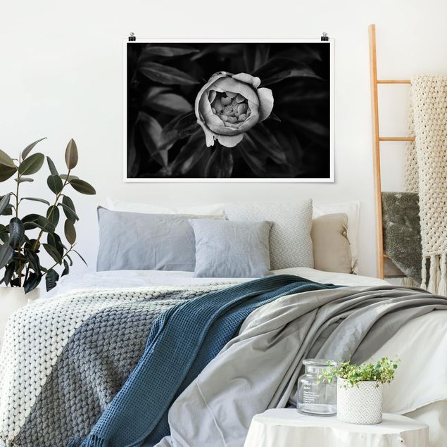 poster preto e branco Peonies In Front Of Leaves Black And White