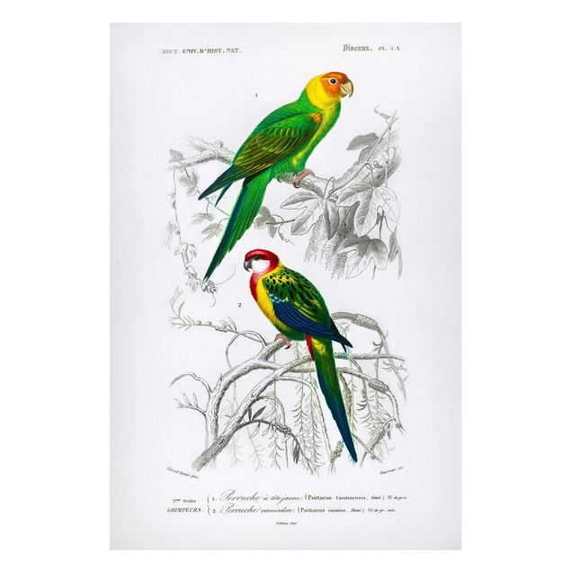 Quadros magnéticos flores Vintage Wall Chart Two Parrots Green Red