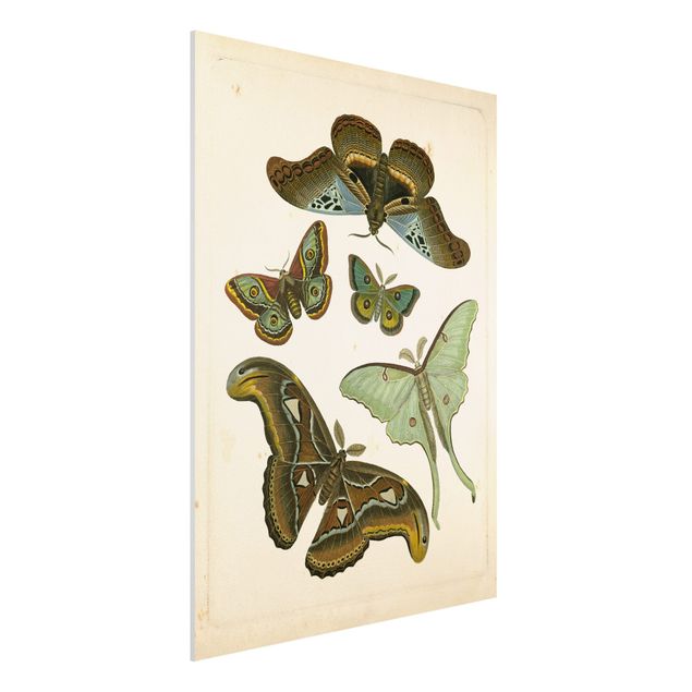 decoraçao para parede de cozinha Vintage Illustration Exotic Butterflies II