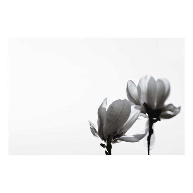 Painel anti-salpicos de cozinha Herald Of Spring Magnolia Black And White