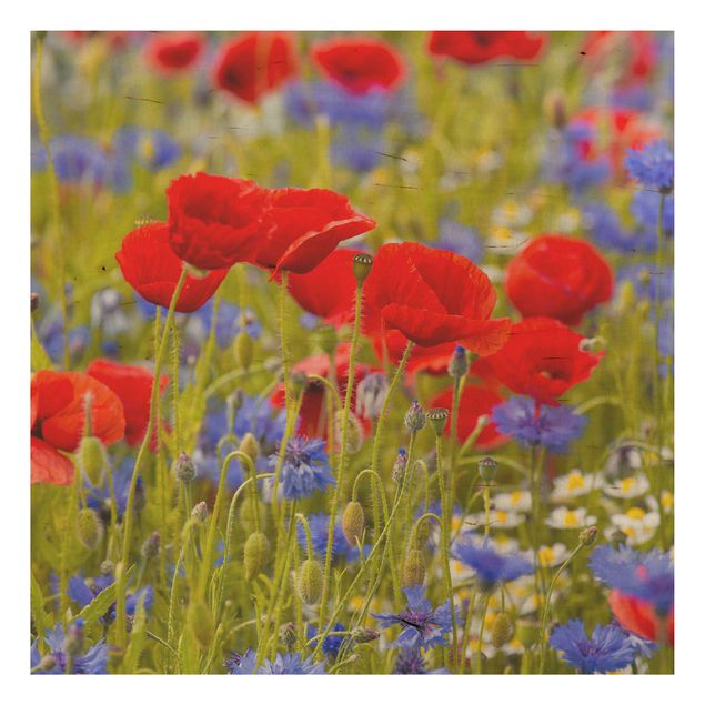 Quadros em madeira flores Summer Meadow With Poppies And Cornflowers