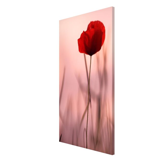 Quadros magnéticos flores Poppy Flower In Twilight