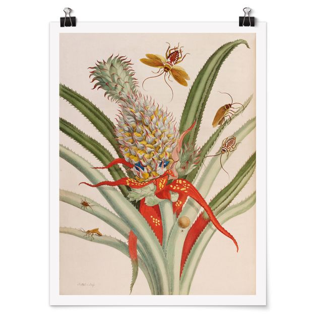 Quadros florais Anna Maria Sibylla Merian - Pineapple With Insects