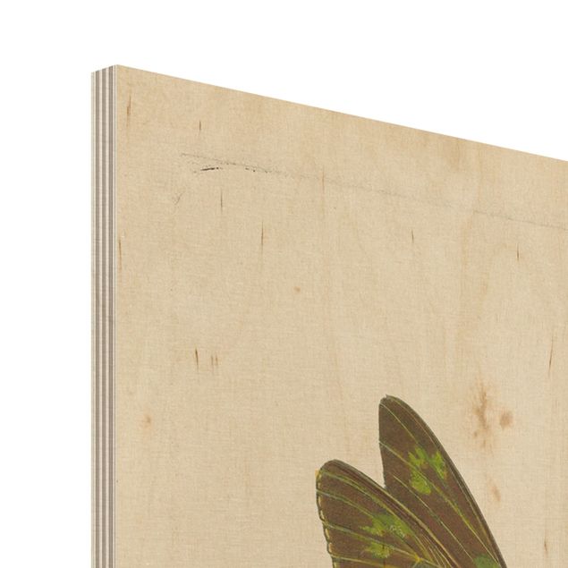 Quadros em madeira Vintage Illustration Exotic Butterflies