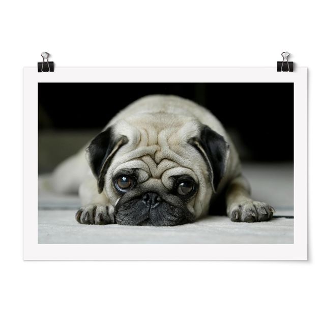 Posters animais Pug Loves You