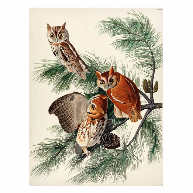 quadro de árvore Vintage Board Screech Owl
