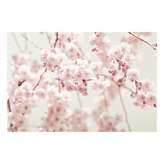Painel anti-salpicos de cozinha Dancing Cherry Blossoms