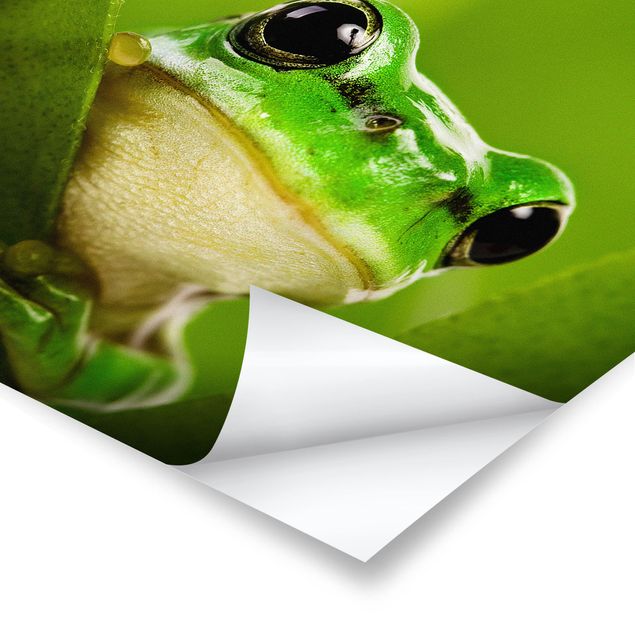 poster decoração Frog