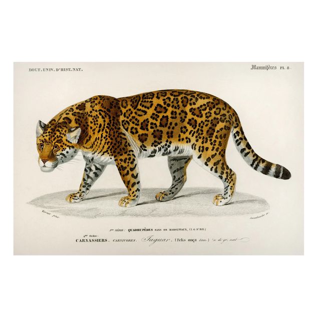 quadros com gatos Vintage Board Jaguar