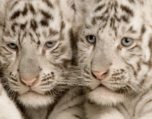 Caixas de correio Bengal Tiger Babys