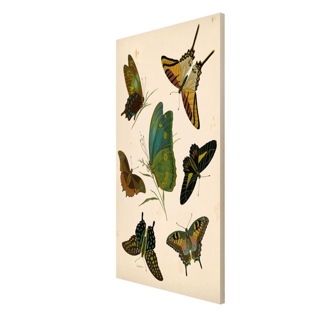 Quadros magnéticos animais Vintage Illustration Exotic Butterflies