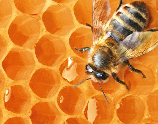 Caixas de correio Honey Bee