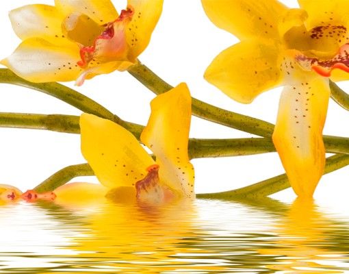 Caixas de correio Saffron Orchid Waters
