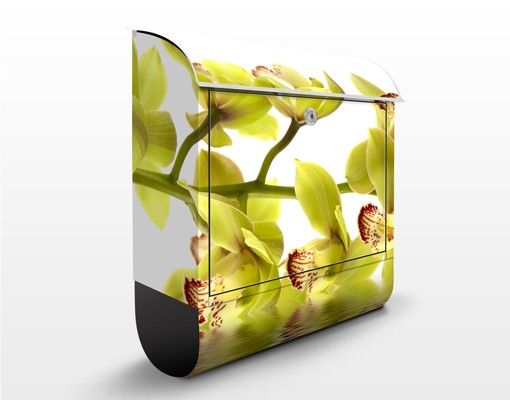 Caixas de correio flores Splendid Orchid Waters