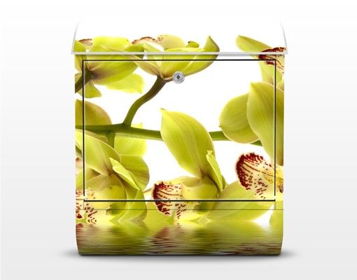 caixas de correio exteriores Splendid Orchid Waters