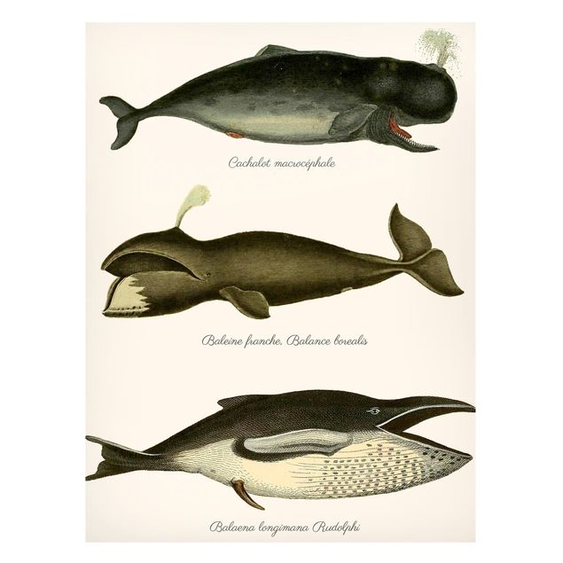 Quadros peixes Three Vintage Whales