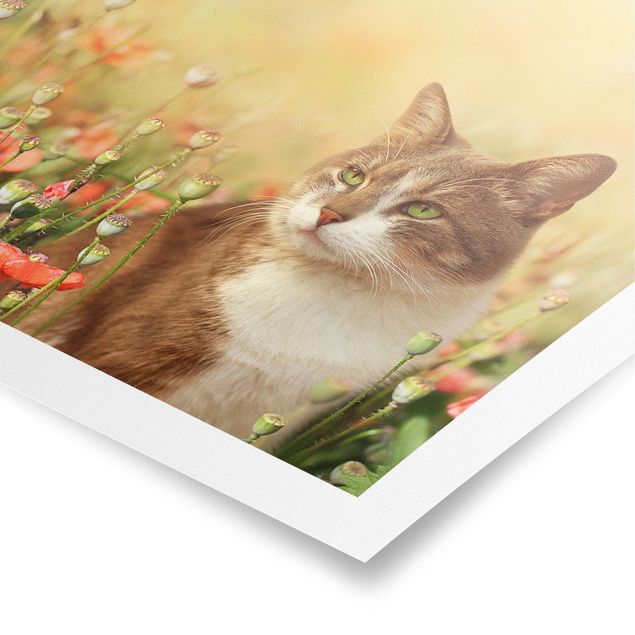 Posters flores Cat In A Field Of Poppies