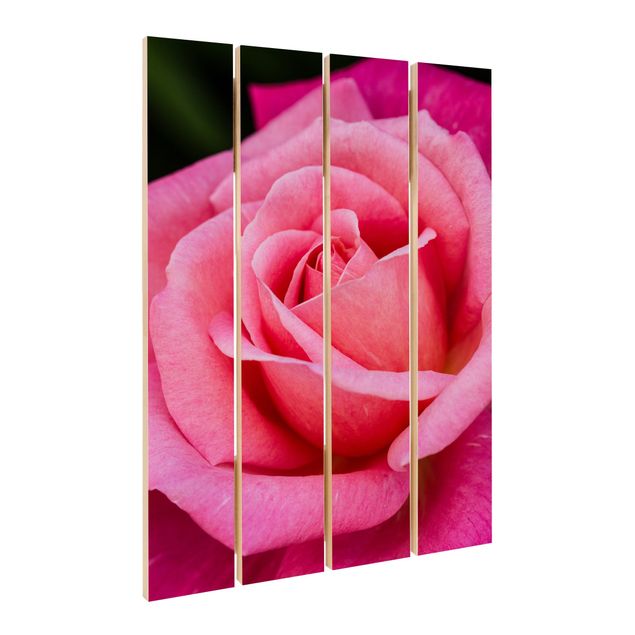 quadro de madeira para parede Pink Rose Flowers Green Backdrop