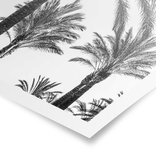 Posters flores Palm Trees At Sunset Black And White