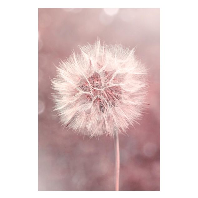 Quadros magnéticos flores Dandelion Bokeh Light Pink