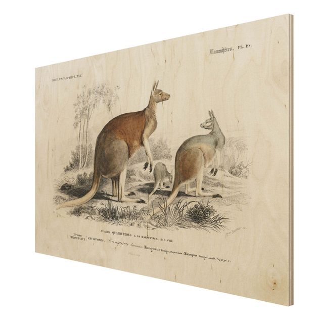Quadros decorativos Vintage Board Kangaroo