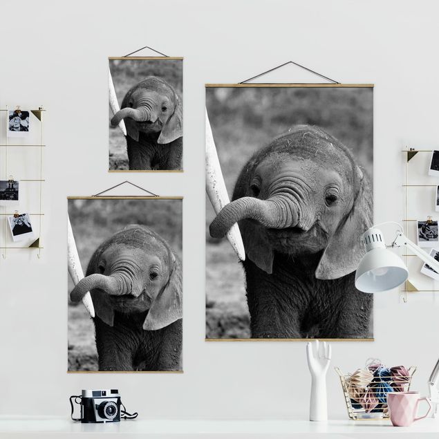 Quadros decorativos Baby Elephant