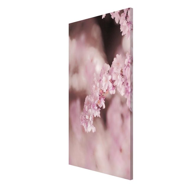 Quadros florais Cherry Blossoms In Purple Light
