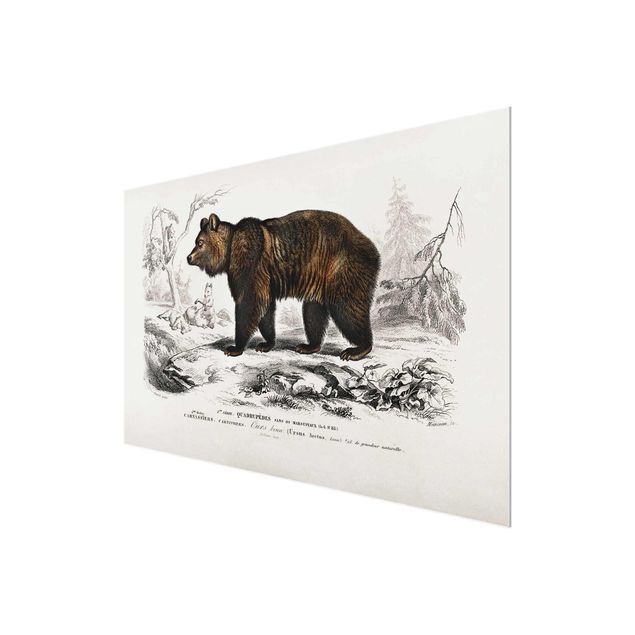 Quadros em marrom Vintage Board Brown Bear