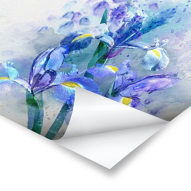 decoração quadros Watercolour Flowers Iris