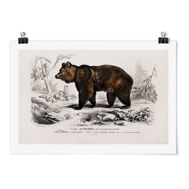 Posters animais Vintage Board Brown Bear