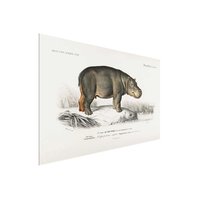 Quadros em vidro paisagens Vintage Board Hippo